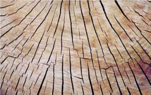 Nguyên nhân và cách xử lý đồ gỗ khi bị nứt nẻ