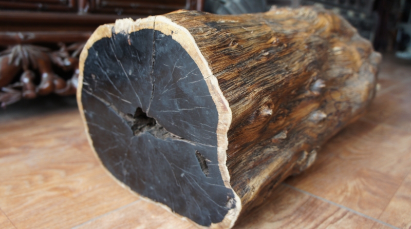 Loại gỗ màu đen quý hiếm trong tự nhiên hiện nay