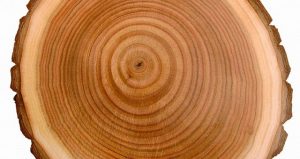 Vân gỗ là gì? Sử dụng loại vân gỗ nào đẹp nhất để làm nội thất